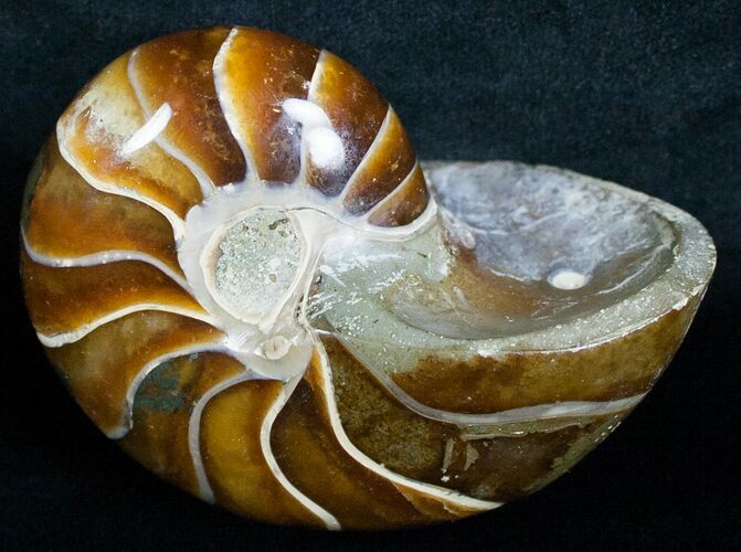 Gorgeous Nautilus Fossil - Madagascar #6421